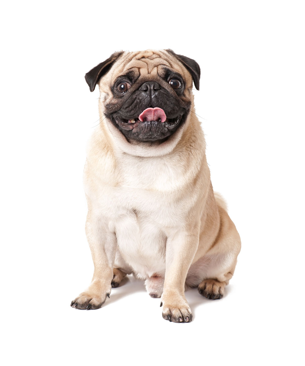 Full Service Grooming